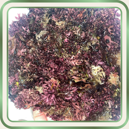 Wildcrafted Raw Chondrus Crispus (Irish Moss)