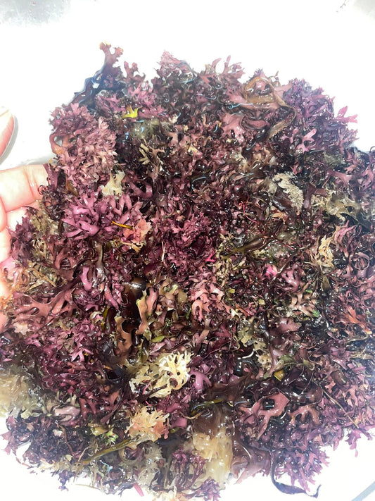 Irish Moss Gel