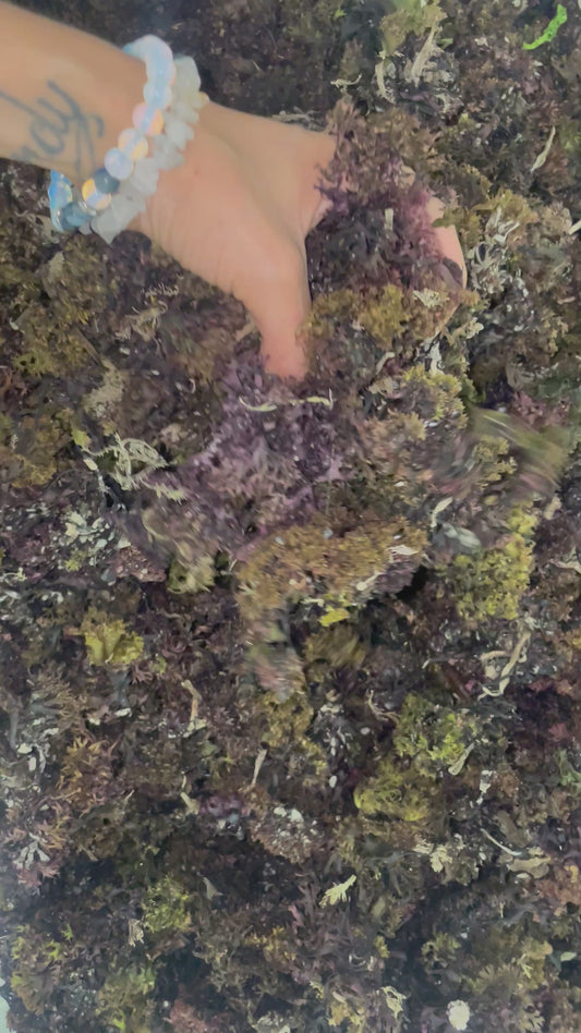 Irish Moss Gel